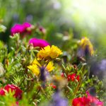 Flowers in garden